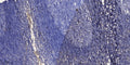 Anti-ID2B antibody (1-24 aa) (STJ196211) – Figure 1 of 1