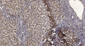 Anti-SRP9 antibody (7-57 aa) (STJ196214) – Figure 1 of 1