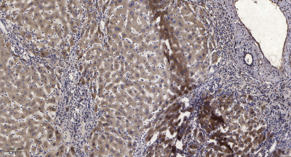 Anti-SRP9 antibody (7-57 aa) (STJ196214) – Figure 1 of 1