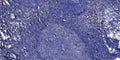 Anti-LINC01587 antibody (6-56 aa) (STJ196217) – Figure 1 of 1