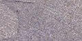 Anti-NICOL1 antibody (24-74 aa) (STJ196219) – Figure 1 of 1
