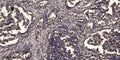 Anti-TMEM14A antibody (6-56 aa) (STJ196223) – Figure 1 of 1