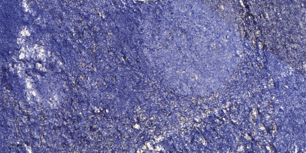 Anti-DSCR8 antibody (9-59 aa) (STJ196229) – Figure 1 of 1