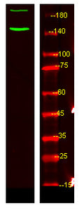 Anti-Phospho-ABL1-Tyr89 antibody (STJ196259) – Figure 1 of 1