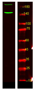 Anti-Phospho-ABL1-Tyr89 antibody (STJ196259) – Figure 1 of 1