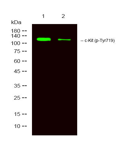 Anti-Phospho-KIT-Tyr719 antibody (STJ196275) – Figure 1 of 1