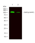 Anti-Phospho-EPHA2-Ser897 antibody (STJ196300) – Figure 1 of 1