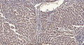 Anti-Phospho-ITPR1-Ser1756 antibody (STJ196331) – Figure 1 of 1