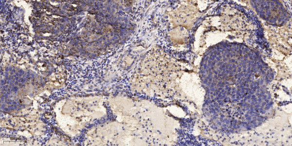 Anti-Phospho-IRF7-Ser477 antibody (STJ196333) – Figure 1 of 1