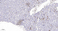 Anti-Phospho-MRE11-Ser676 antibody (STJ196358) – Figure 1 of 1