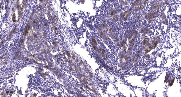 Anti-Phospho-SMAD1-Ser206 antibody (STJ196428) – Figure 1 of 1