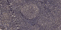 Anti-Phospho-SMAD3-Ser423/425 antibody (STJ196430) – Figure 1 of 1
