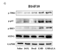 Anti-Phospho-TBK1-Ser172 antibody (STJ196450) – Figure 1 of 1
