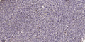Anti-GNG12 antibody (1-50 aa) (STJ196503) – Figure 1 of 1