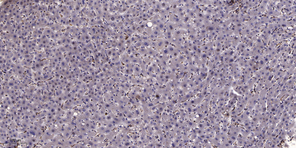 Anti-GNG12 antibody (1-50 aa) (STJ196503) – Figure 1 of 1