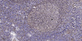 Anti-GNG8 antibody (1-50 aa) (STJ196504) – Figure 1 of 1
