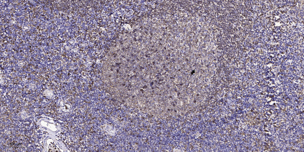 Anti-GNG8 antibody (1-50 aa) (STJ196504) – Figure 1 of 1
