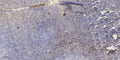 Anti-APOC1 antibody (1-50 aa) (STJ196507) – Figure 1 of 1