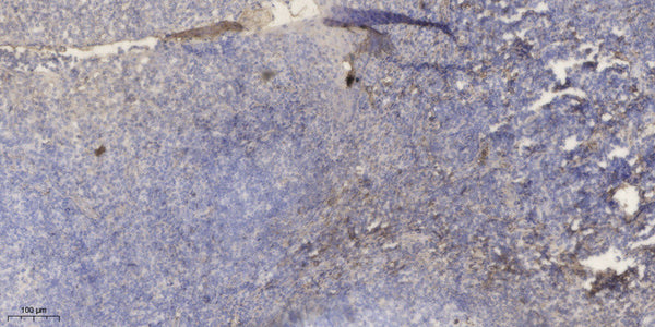 Anti-APOC1 antibody (1-50 aa) (STJ196507) – Figure 1 of 1