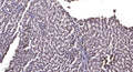 Anti-COX6B2 antibody (40-120 aa) (STJ196512) – Figure 1 of 1