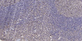Anti-ELOF1 antibody (30-110 aa) (STJ196515) – Figure 1 of 1