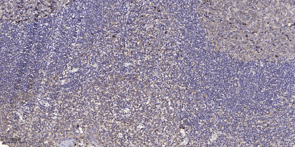Anti-ELOF1 antibody (30-110 aa) (STJ196515) – Figure 1 of 1
