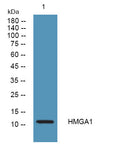 Anti-HMGA1 antibody (20-60 aa) (STJ196532) – Figure 1 of 1