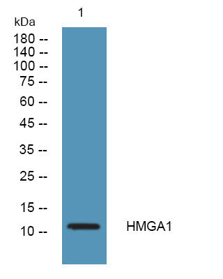 Anti-HMGA1 antibody (20-60 aa) (STJ196532) – Figure 1 of 1