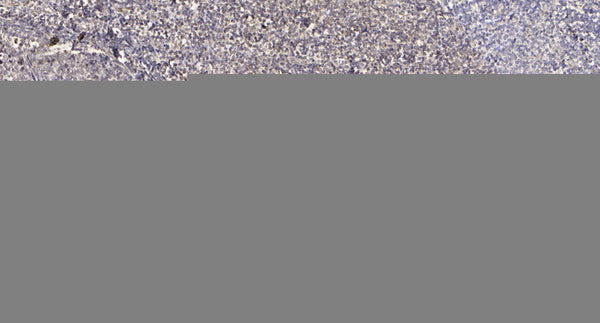 Anti-FKBP1B antibody (35-85 aa) (STJ196534) – Figure 1 of 1