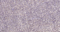 Anti-SMPX antibody (21-71 aa) (STJ196539) – Figure 1 of 1