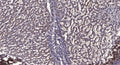 Anti-TMSB10 antibody (1-24 aa) (STJ196541) – Figure 1 of 1