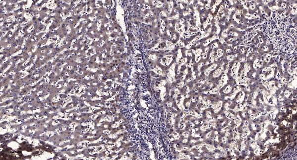 Anti-TMSB10 antibody (1-24 aa) (STJ196541) – Figure 1 of 1