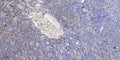 Anti-LINC01546 antibody (7-57 aa) (STJ196546) – Figure 1 of 1