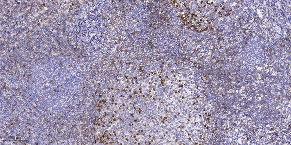 Anti-FXYD3 antibody (15-65 aa) (STJ196547) – Figure 1 of 1