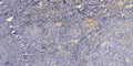 Anti-FCGBP antibody (1806-1856 aa) (STJ196549) – Figure 1 of 1