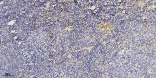 Anti-FCGBP antibody (1806-1856 aa) (STJ196549) – Figure 1 of 1