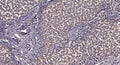 Anti-CEP295 antibody (208-258 aa) (STJ196550) – Figure 1 of 1