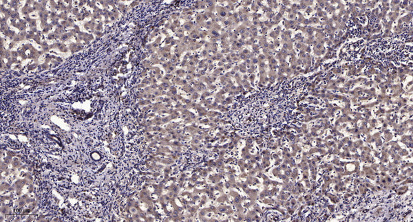 Anti-CEP295 antibody (208-258 aa) (STJ196550) – Figure 1 of 1
