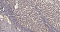 Anti-LAMTOR4 antibody (8-58 aa) (STJ196554) – Figure 1 of 1