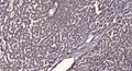 Anti-MZT1 antibody (19-69 aa) (STJ196557) – Figure 1 of 1