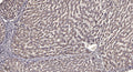 Anti-TMEM167B antibody (14-64 aa) (STJ196559) – Figure 1 of 1