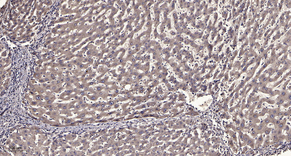 Anti-TMEM167B antibody (14-64 aa) (STJ196559) – Figure 1 of 1