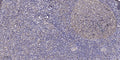 Anti-MT1F antibody (5-55 aa) (STJ196562) – Figure 1 of 1