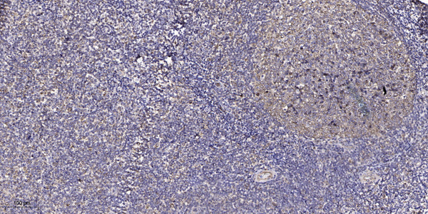 Anti-MT1F antibody (5-55 aa) (STJ196562) – Figure 1 of 1