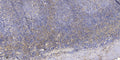 Anti-OCC1 antibody (6-56 aa) (STJ196563) – Figure 1 of 1