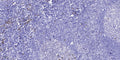 Anti-OTOG antibody (2706-2756 aa) (STJ196568) – Figure 1 of 1
