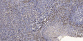 Anti-FAM66E antibody (1-24 aa) (STJ196572) – Figure 1 of 1
