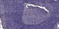 Anti-FBN3 antibody (1311-1361 aa) (STJ196573) – Figure 1 of 1