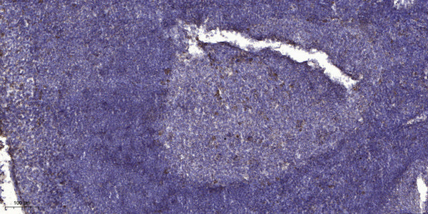 Anti-FBN3 antibody (1311-1361 aa) (STJ196573) – Figure 1 of 1