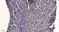 Anti-TMSB15B antibody (1-24 aa) (STJ196586) – Figure 1 of 1